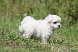 BICHON MALTAIS 056